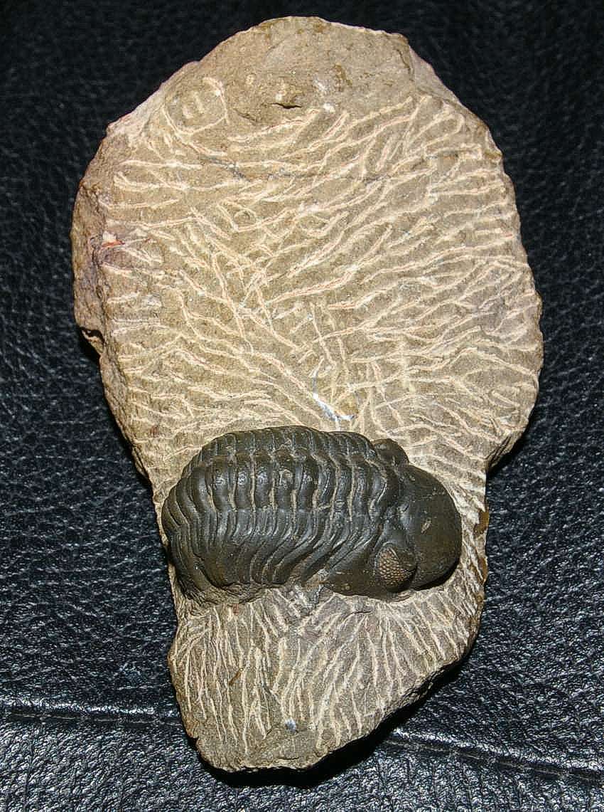 Marocco trilobite.jpg