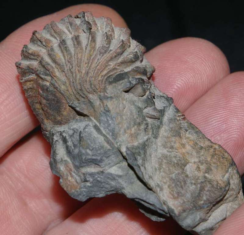 Neseuretus tristani