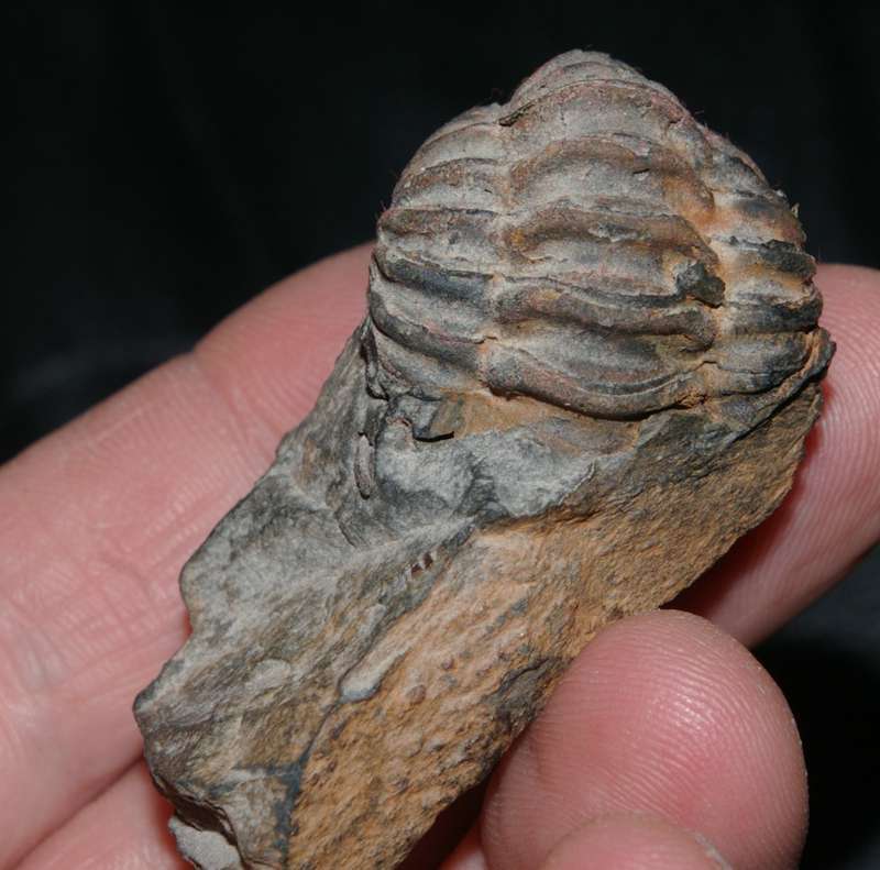 Ordovician trilobites