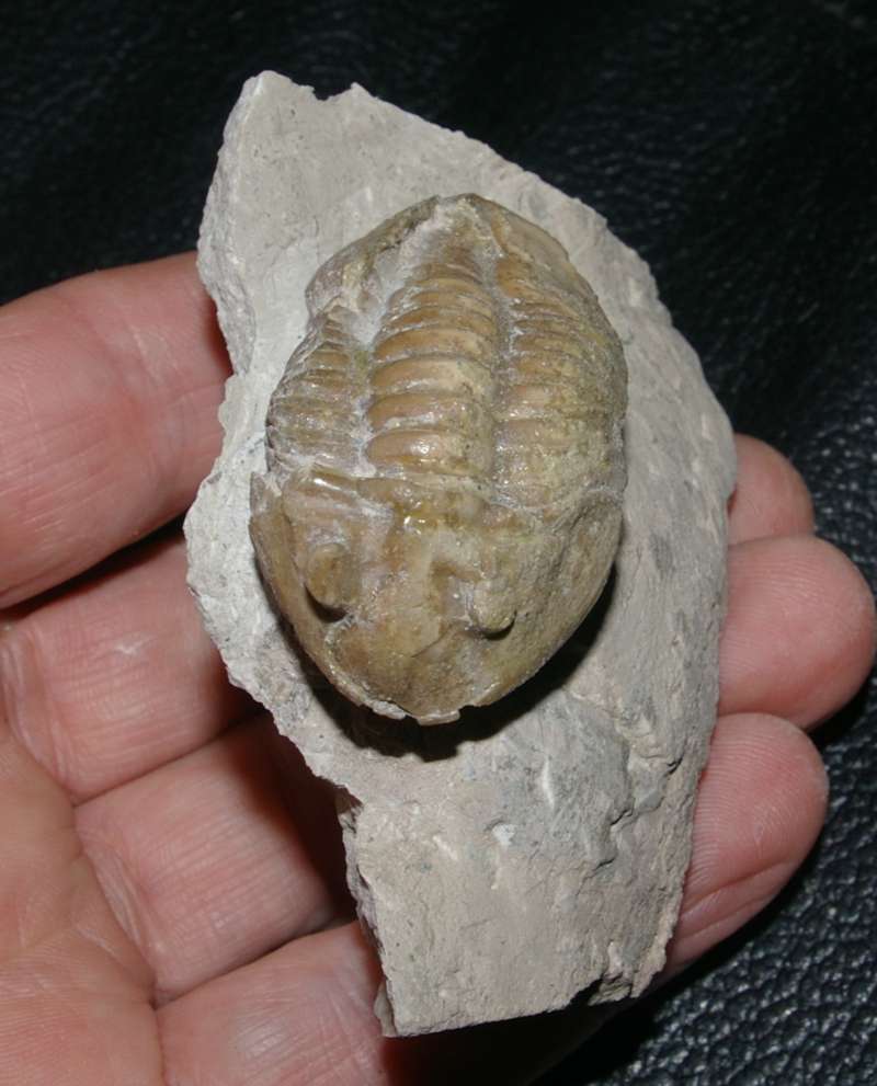 Asaphus lepidurus