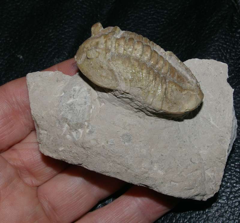 Asaphus lepidurus
