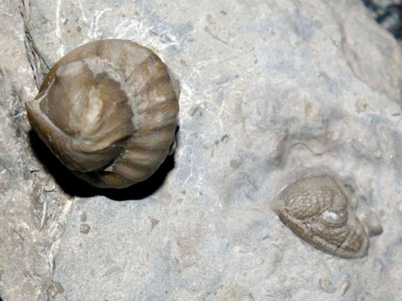 Mississippian Trilobite
