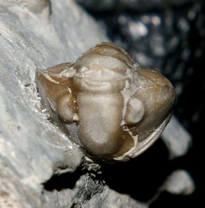 Mississippian Trilobite