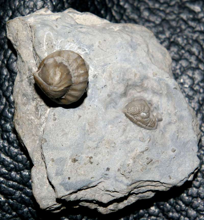 Mississippian Trilobite