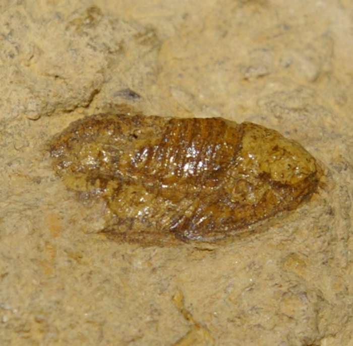 Xiphogonio trantanstenensis