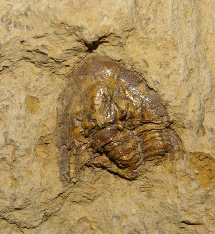 Xiphogonio trantanstenensis