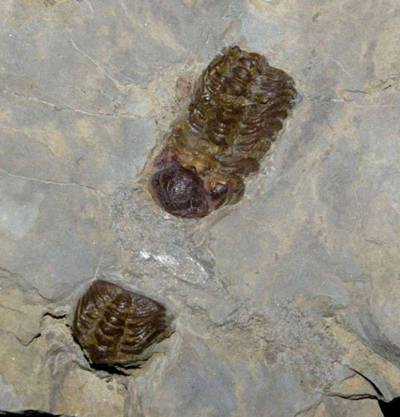 Trimerocephalus interruptus