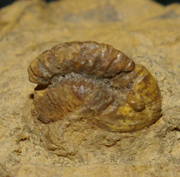 Proetus