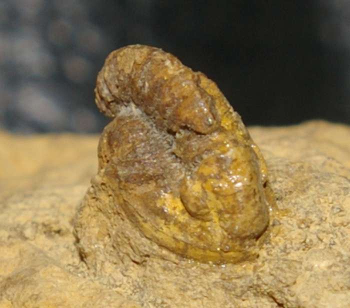 Trilobite