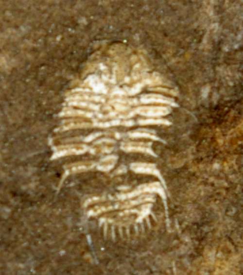 Acanthalomina minuta