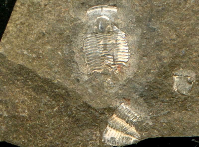 Trilobite
