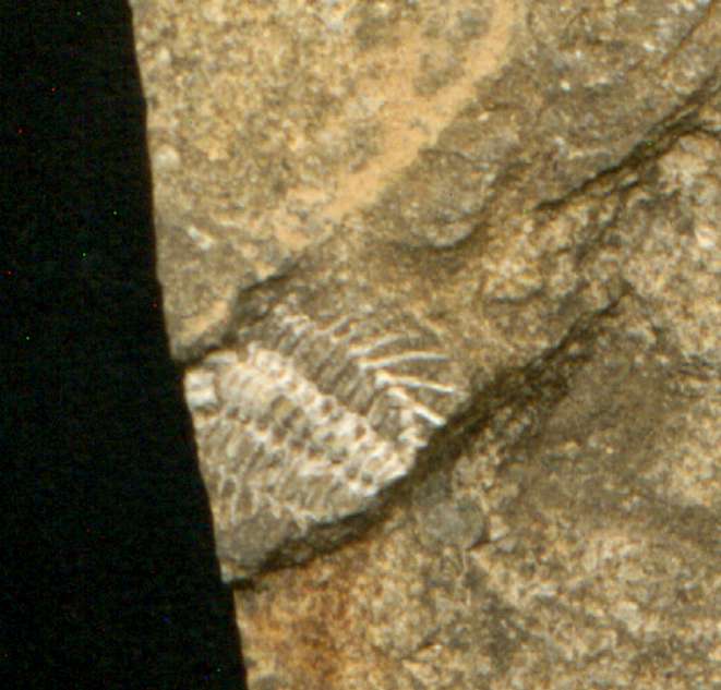 Trilobite