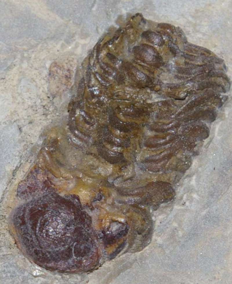Trimerocephalus interruptus