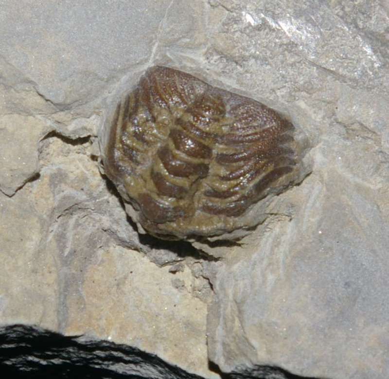 Trimerocephalus interruptus