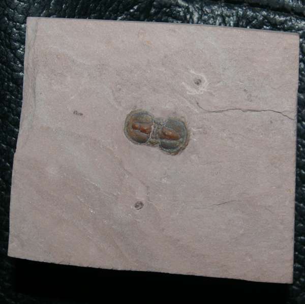 Cambrian trilobite