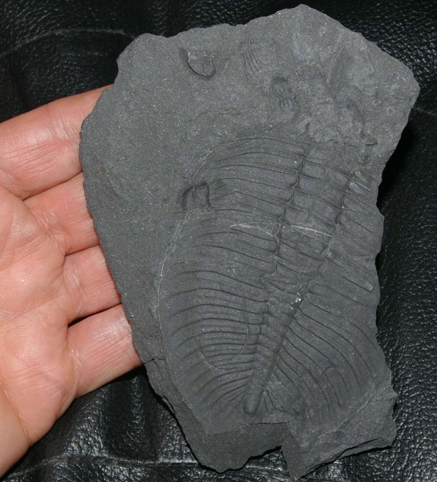 Ordovician trilobites