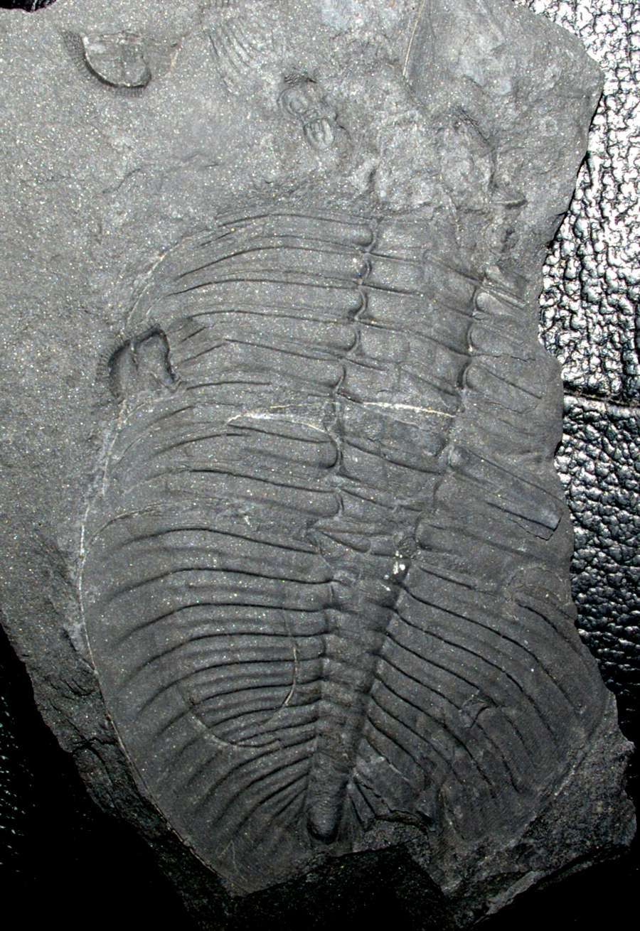 Ordovician trilobites
