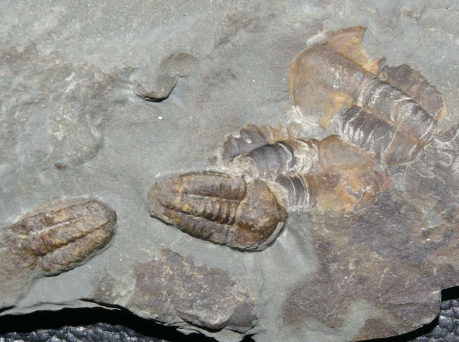 Ellipsocephalus hoffig