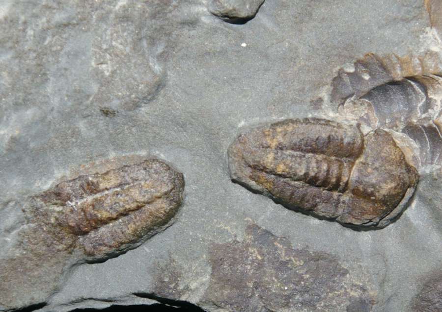 Ellipsocephalus hoffi