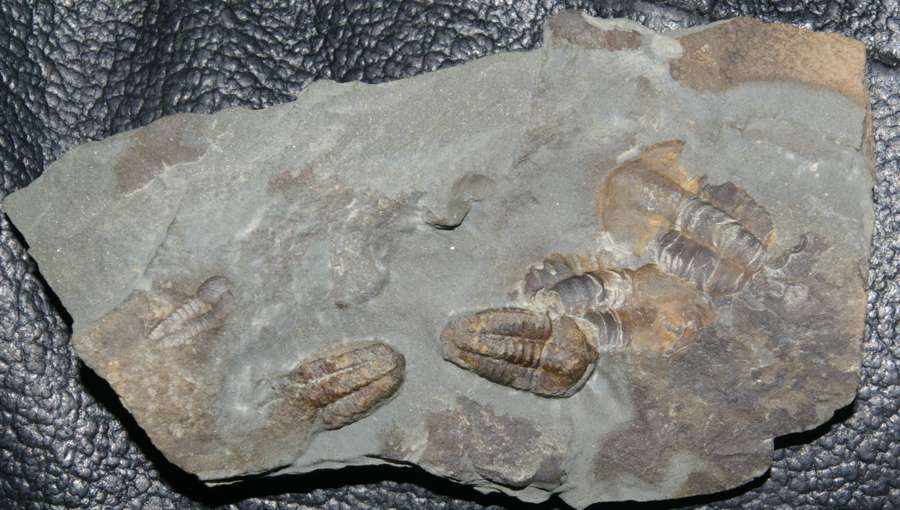 Cambrian trilobite 