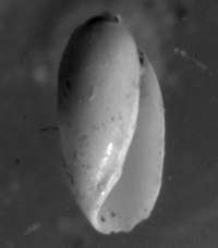  fossil Acteocinidae
