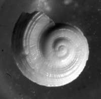  fossil Adeorbidae