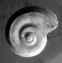  fossil Adeorbidae