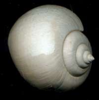   Ampullina willemeti