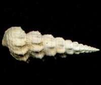 fossil Batillariidae