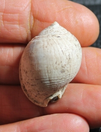  fossil cassidae, Semicassis miolaevigata