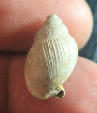  Antephalium ( Semicassis ) transenna