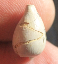  fossil Cypraeidae, Notoluponia pyrulata