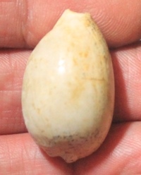  Austrocypraea scalena