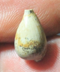  Notoluponia subpyrulata