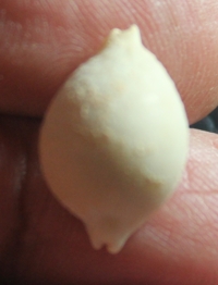  Cypraea cicercula