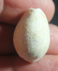  Cypraea helova