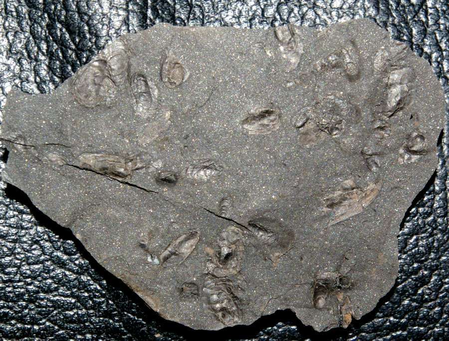 Anthraconaia truemani