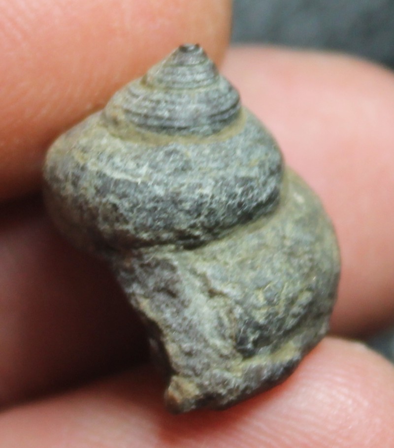 Glabrocingulum ellena