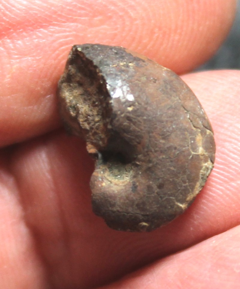 Glabrocingulum ellena