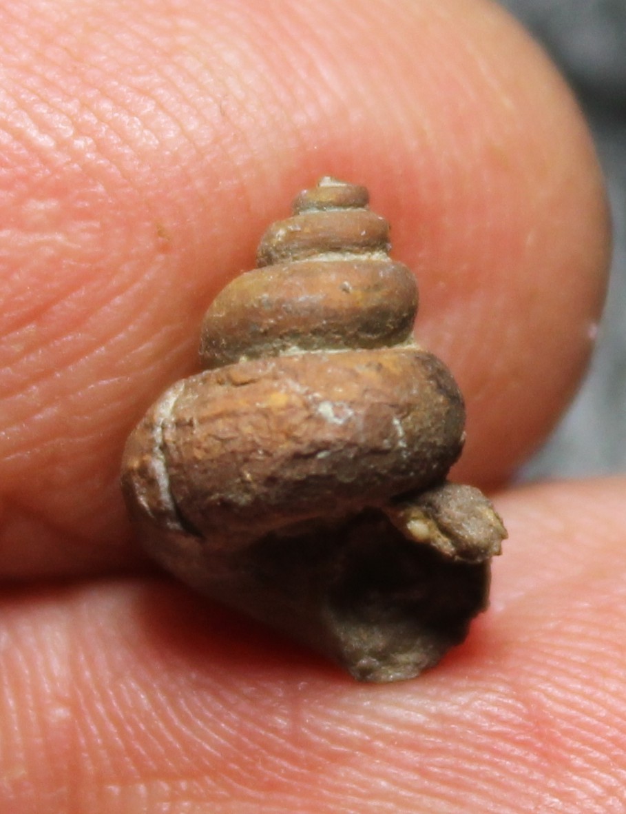 Trepospira