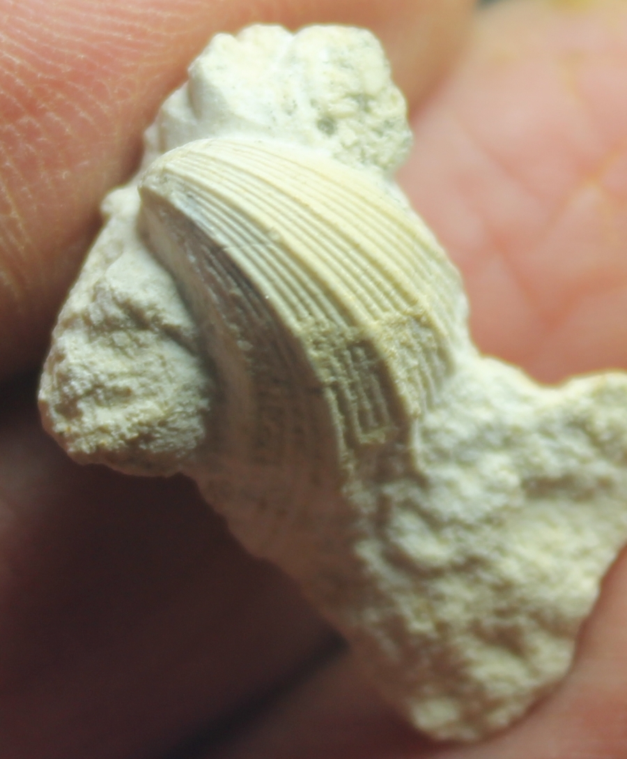 Neithea sexcostata