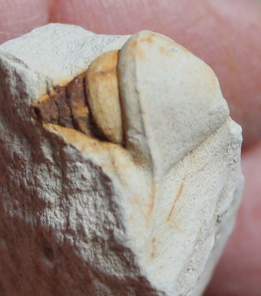 Aporrhais pyriformis