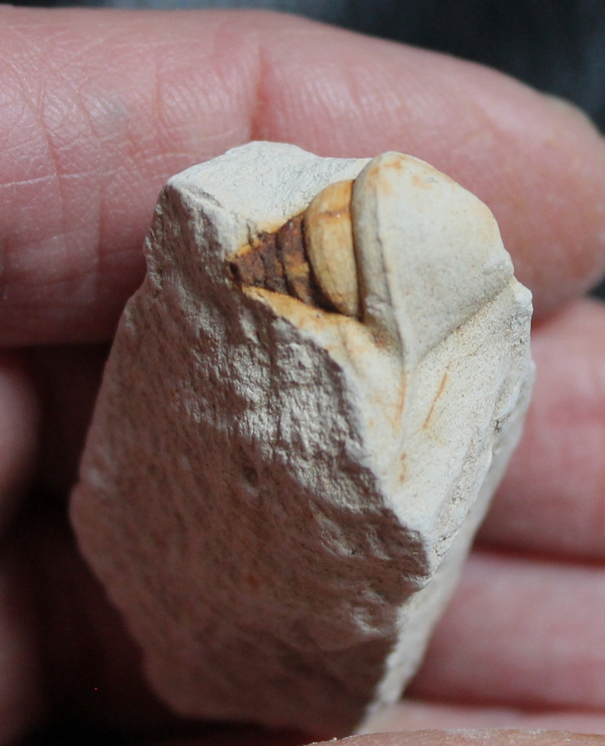Aporrhais pyriformis