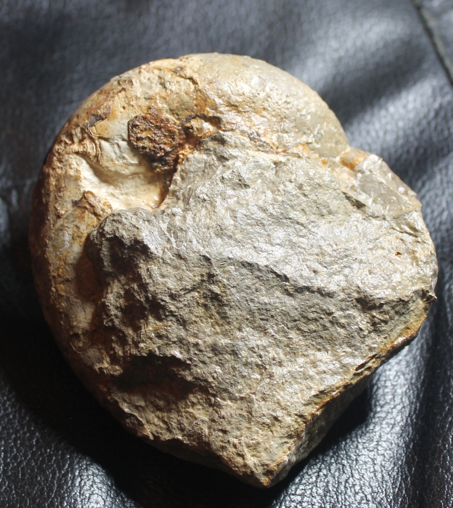 Fossil Trochus