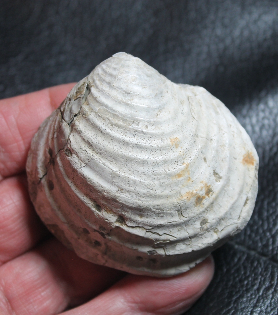 Inoceramus vancouverensis