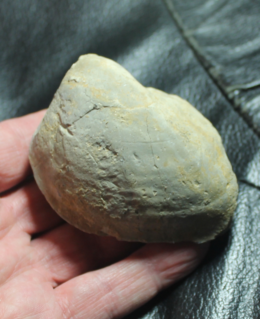 Pholadomya aptiensis