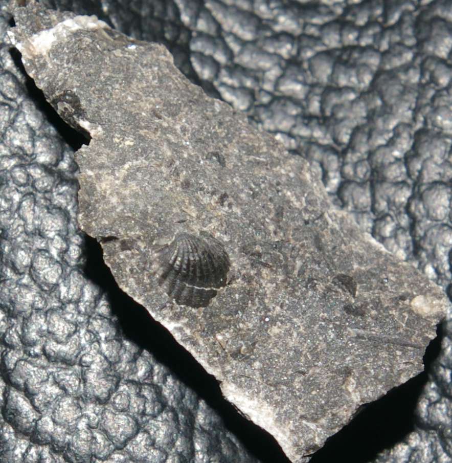 Devonian fossil bivalvia