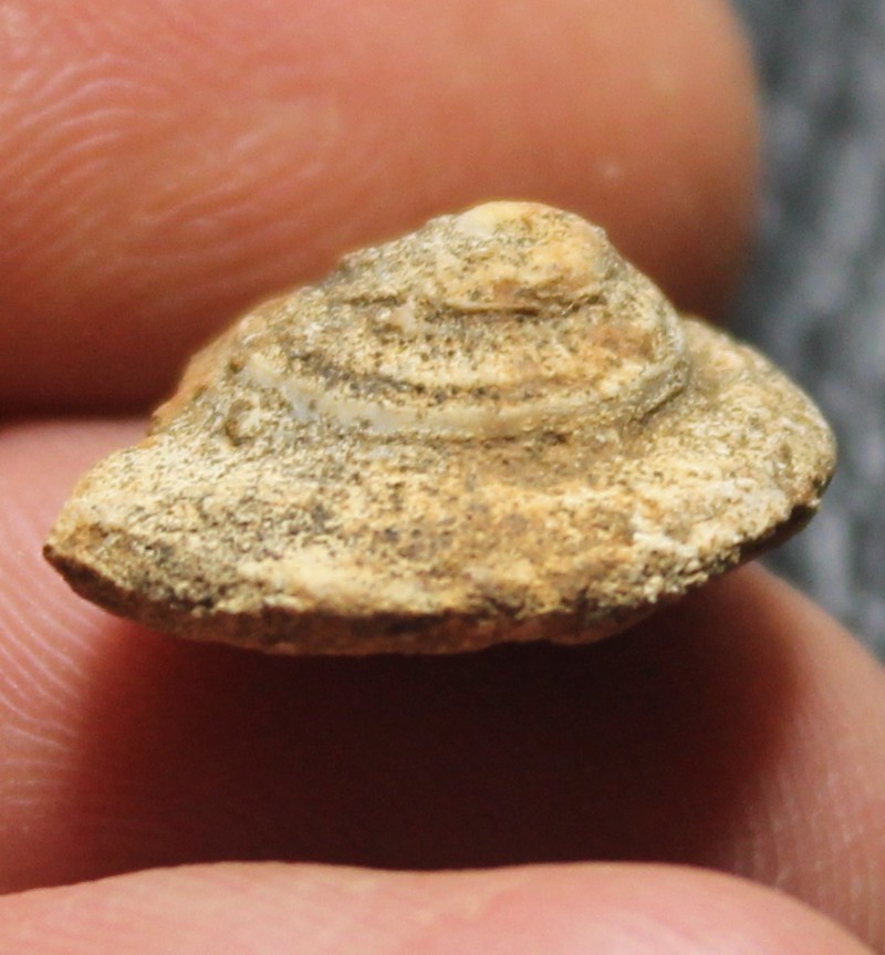 Bembexia sulcomarginata