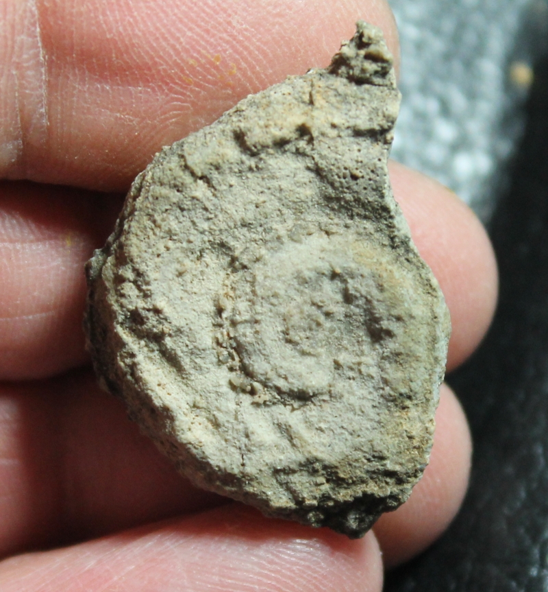 Pleuronotus decewi