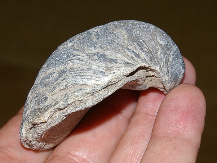 Jurassic bivalvia
